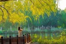 糖心vlog女主角lingxi-穿越虚拟与现实，探索糖心VLOG女主角Lingxi的多面魅力